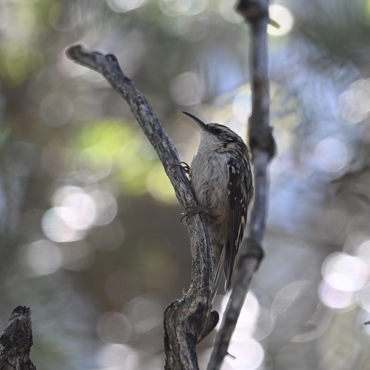 Brown Creeper - Ronnie Reed