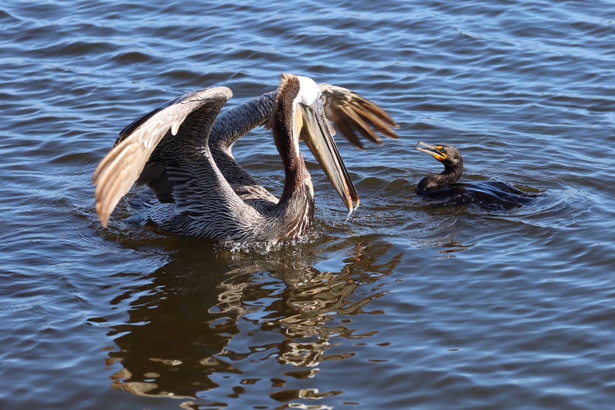 Double-crested Cormorant - vijay t