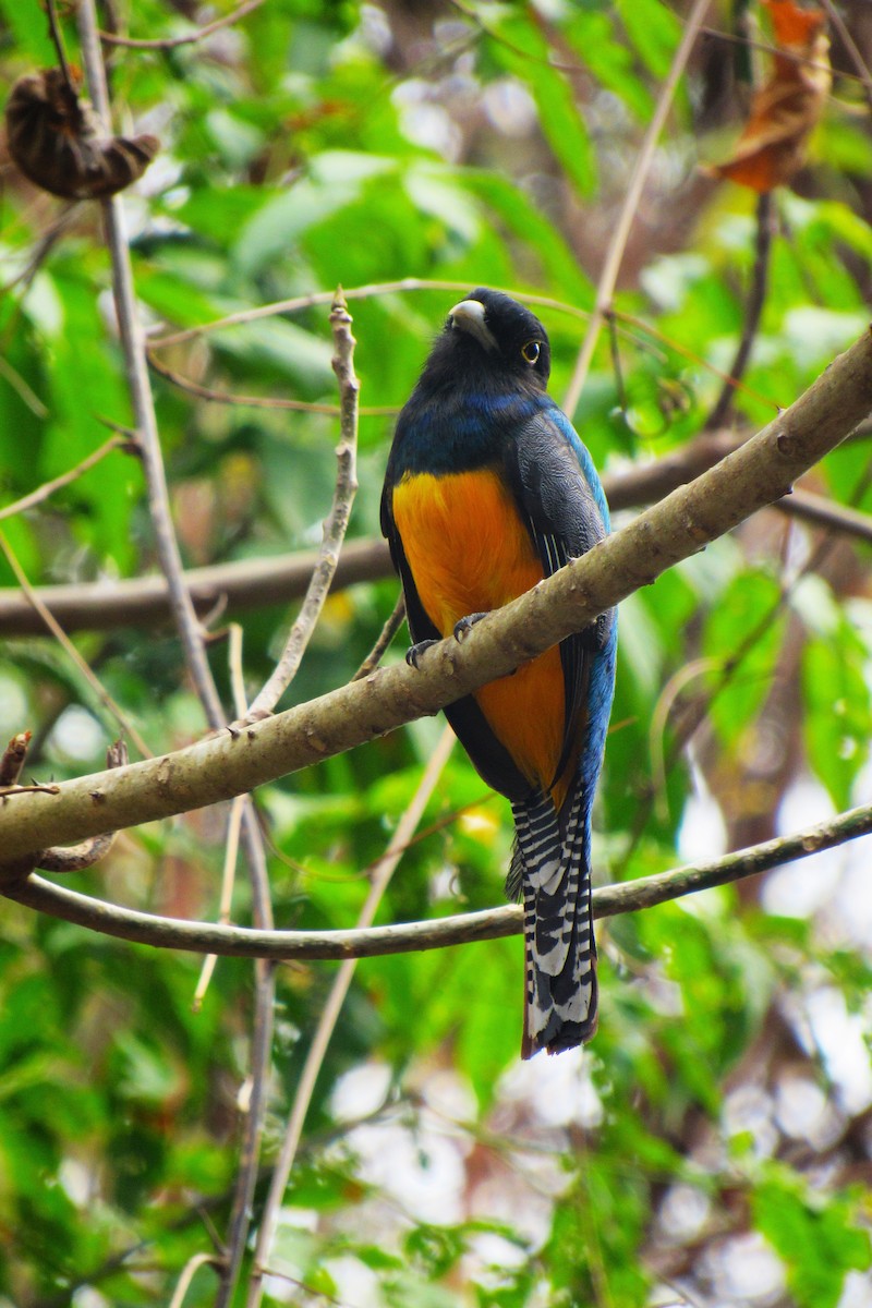 Gartered Trogon - Aneth Pérez