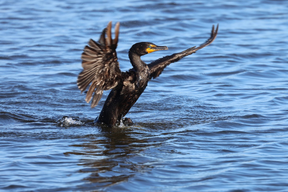 Double-crested Cormorant - vijay t