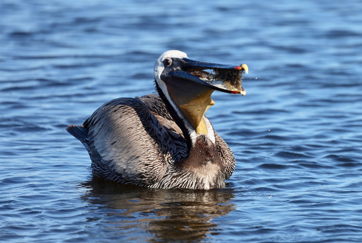 Brown Pelican - vijay t