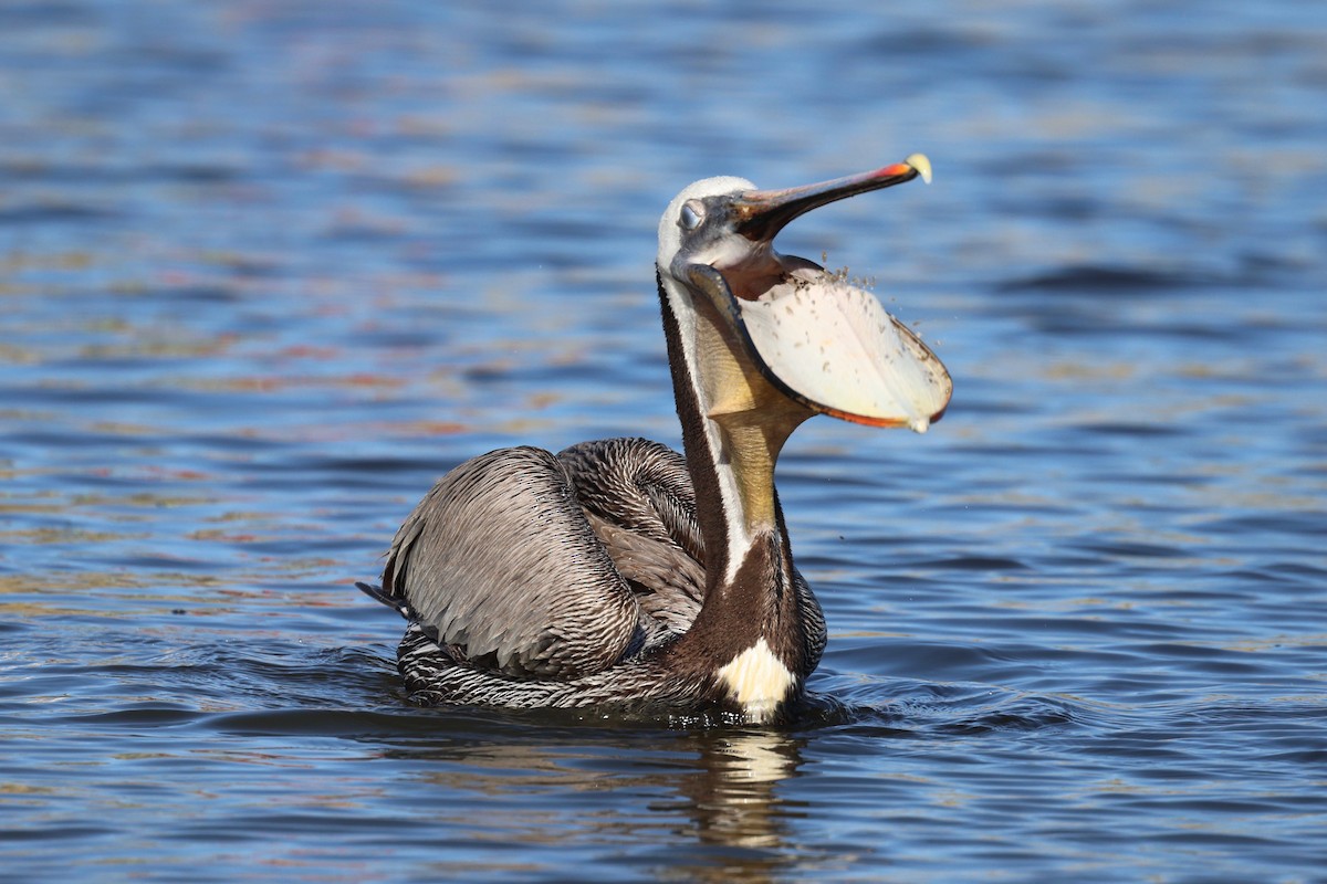 Brown Pelican - ML619607945