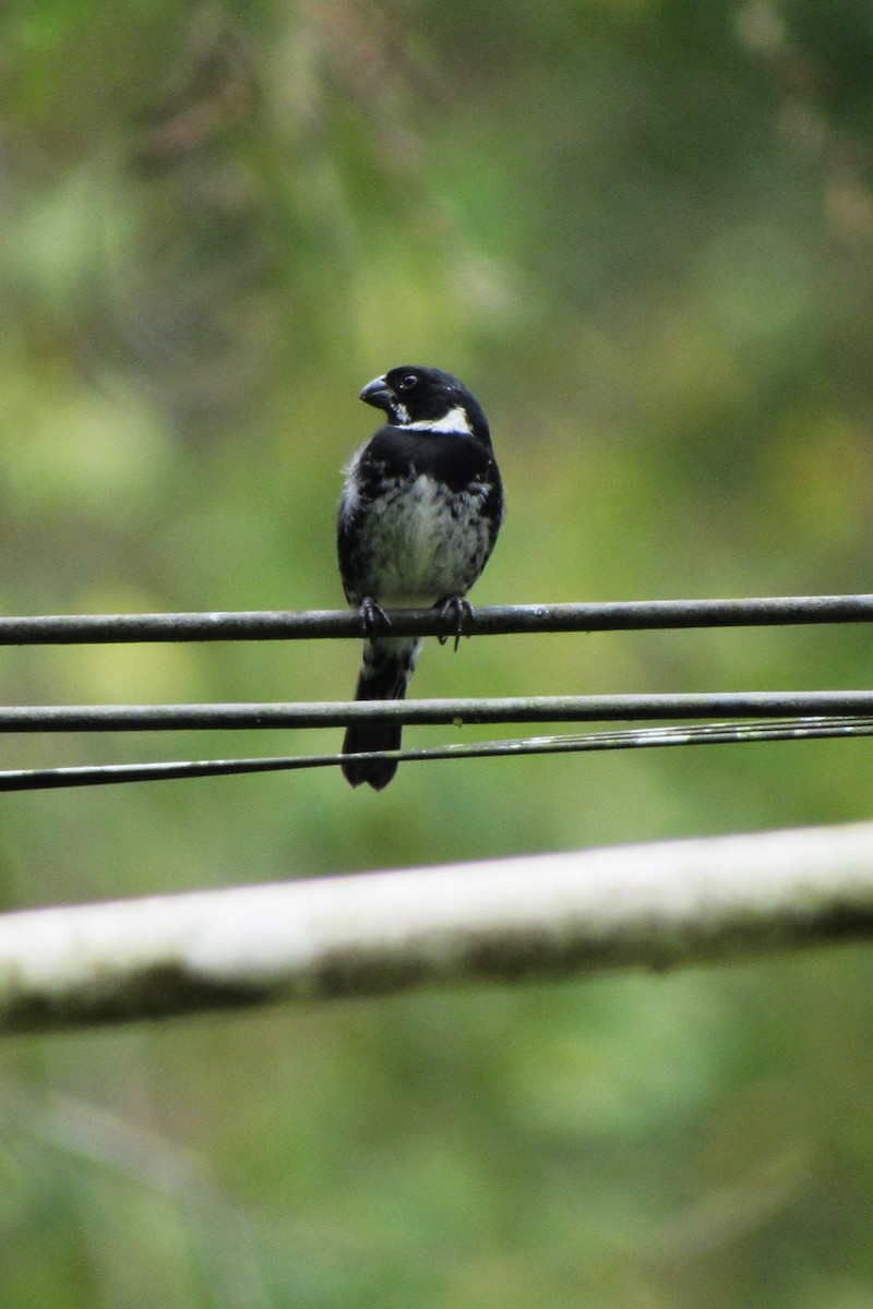 Variable Seedeater - Aneth Pérez