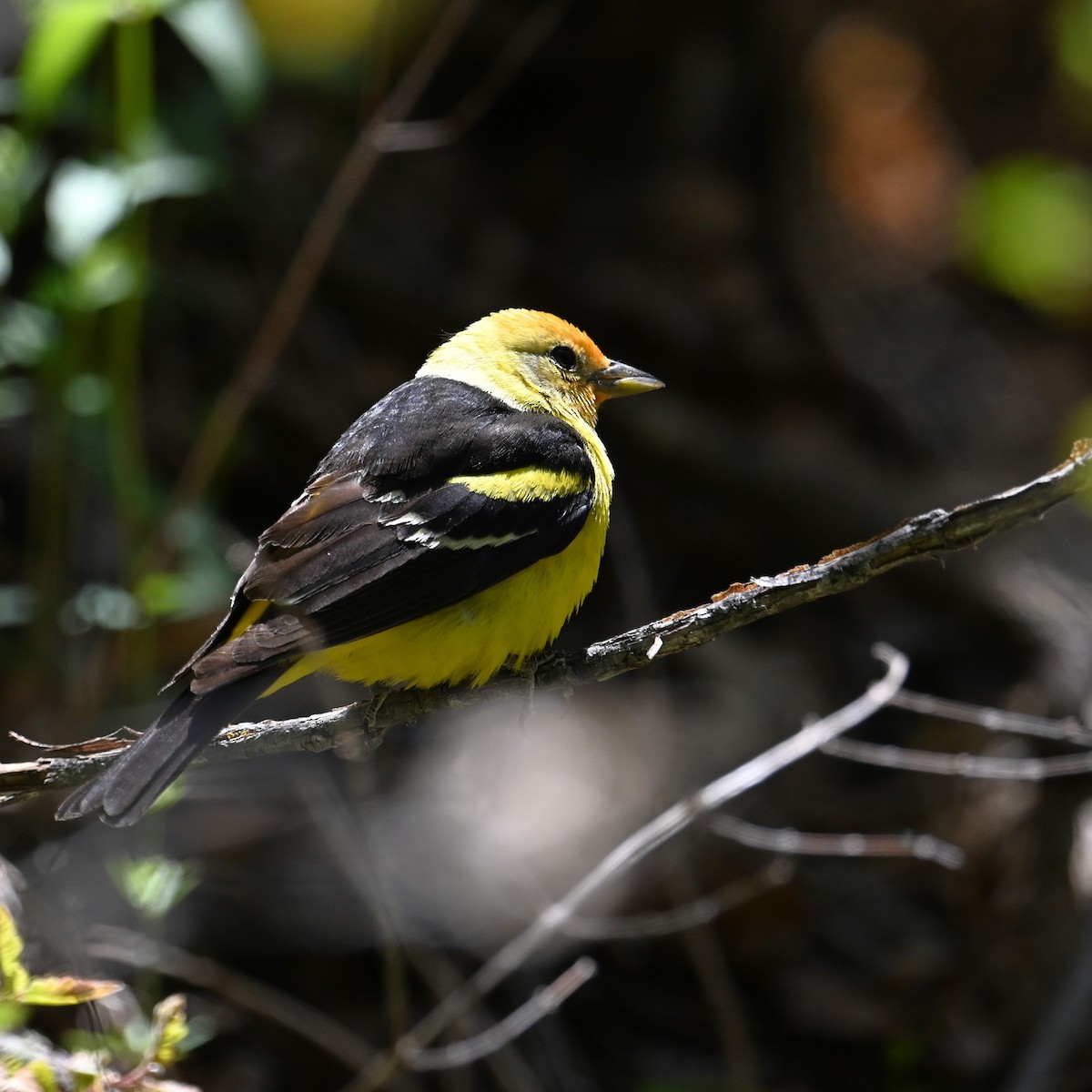 Western Tanager - Ronnie Reed