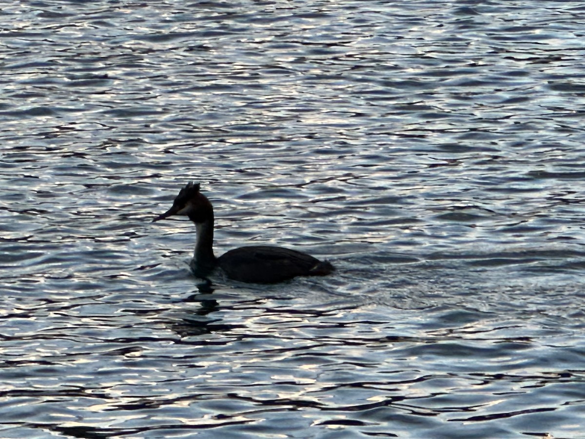 Great Crested Grebe - ML619607954