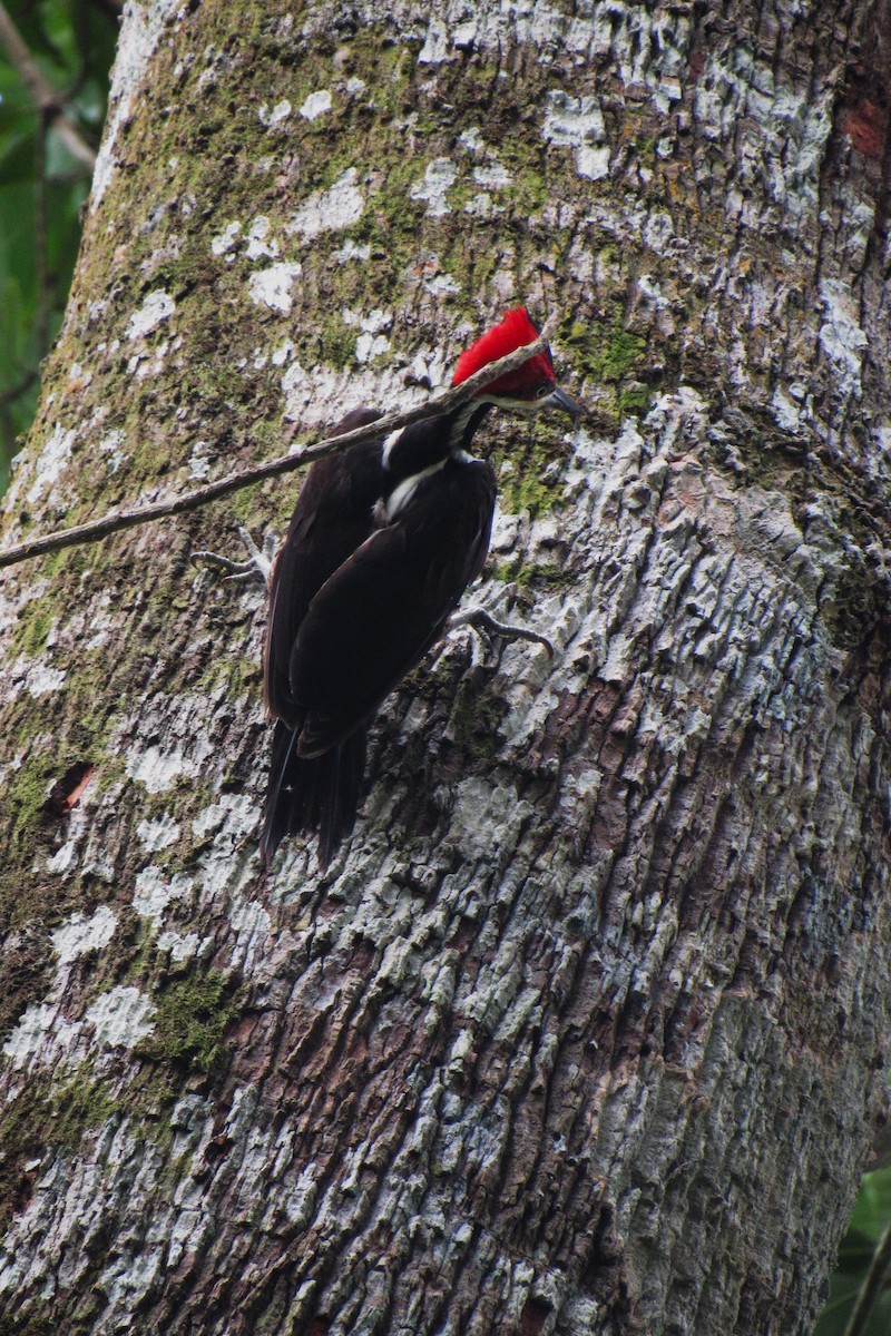 Crimson-crested Woodpecker - Aneth Pérez