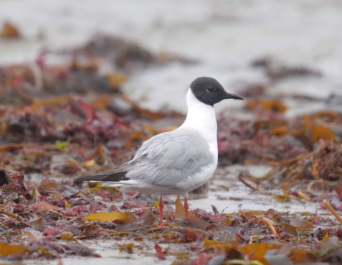 Bonaparte's Gull - Pete Sole