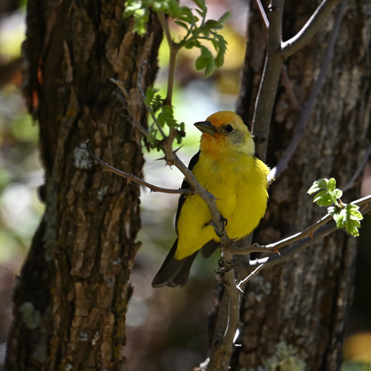 Western Tanager - Ronnie Reed