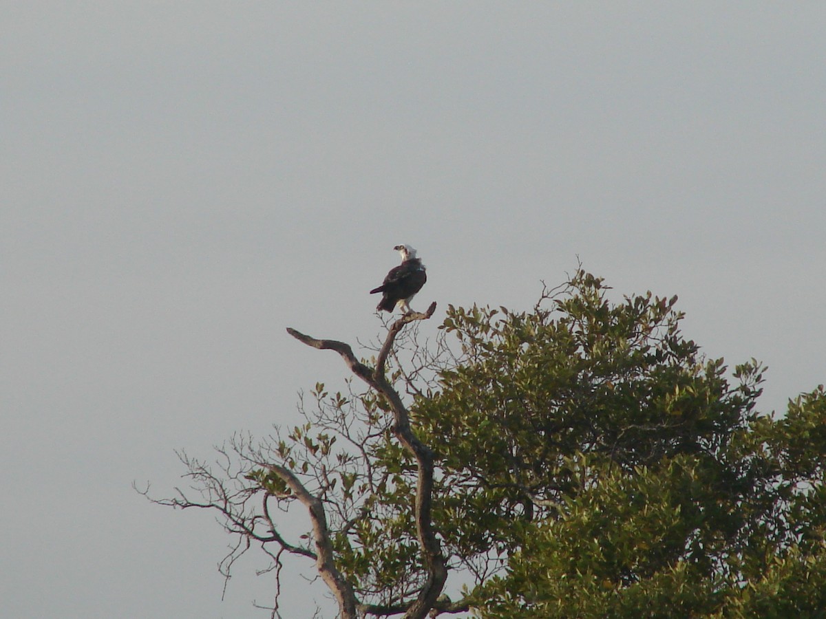 Osprey - Andrew Bishop