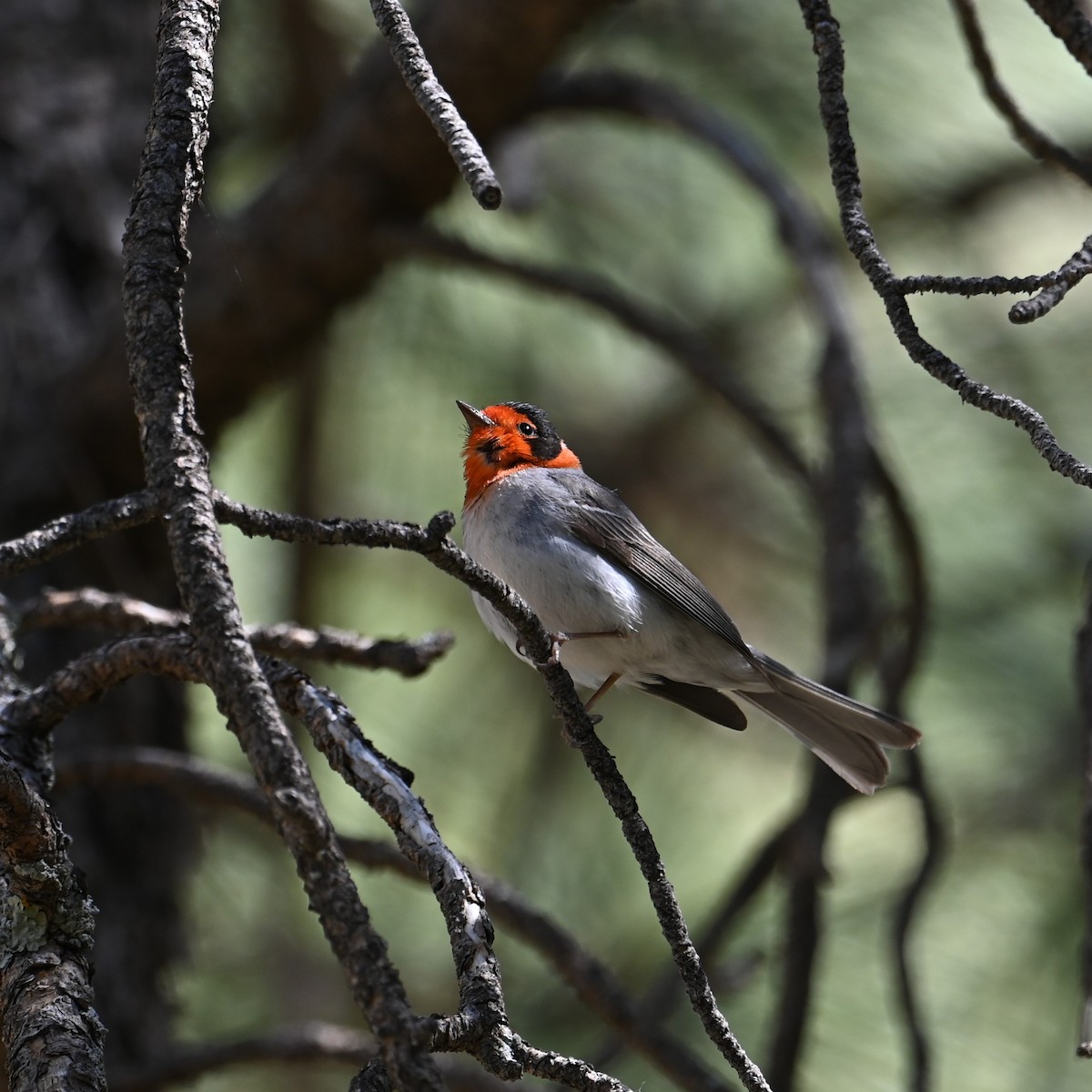 Red-faced Warbler - Ronnie Reed
