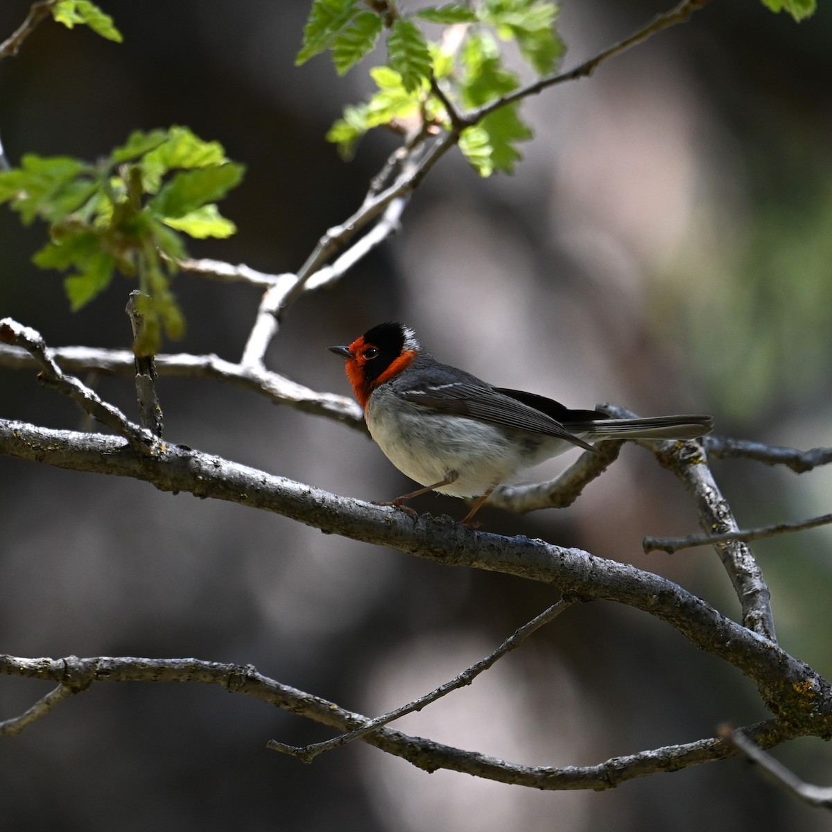 Red-faced Warbler - Ronnie Reed