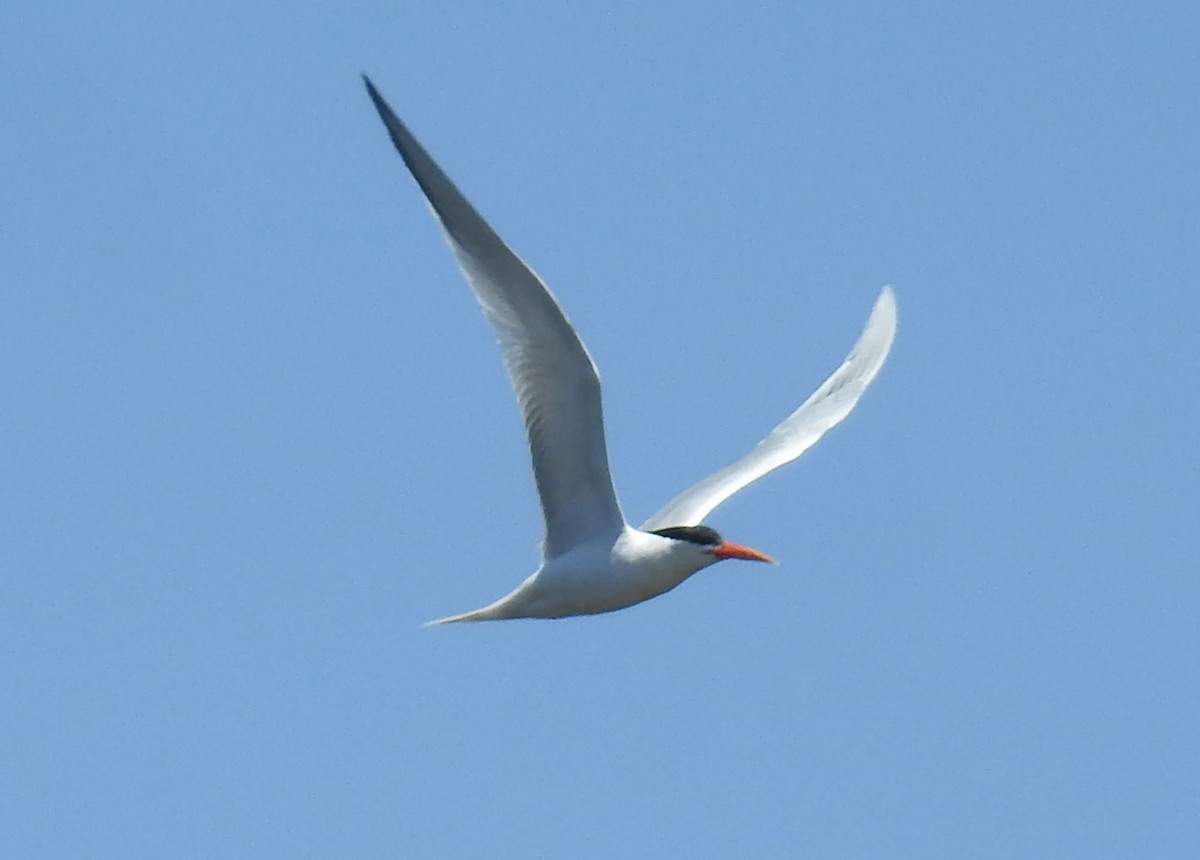Elegant Tern - Andrew Birch