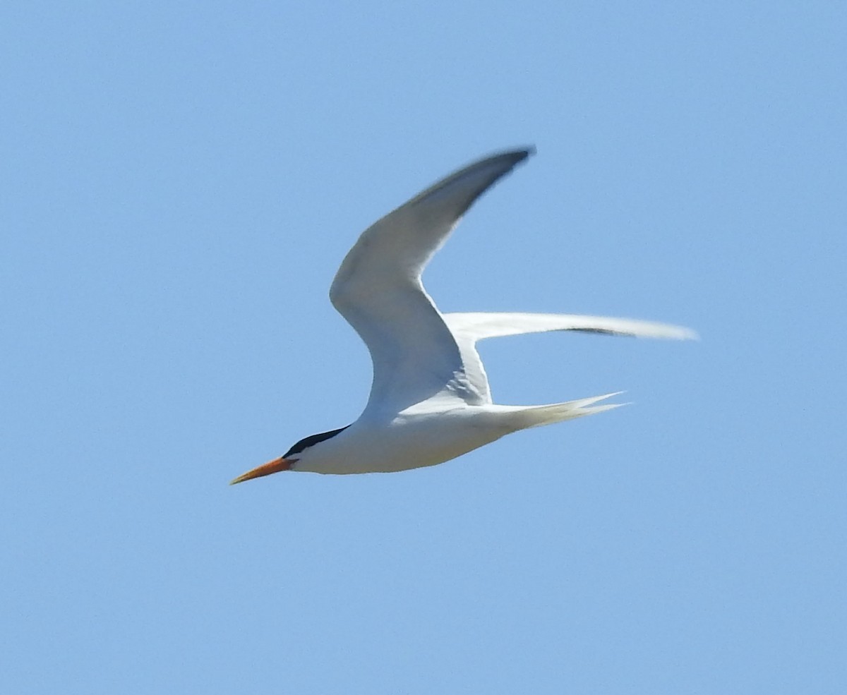 Elegant Tern - Andrew Birch