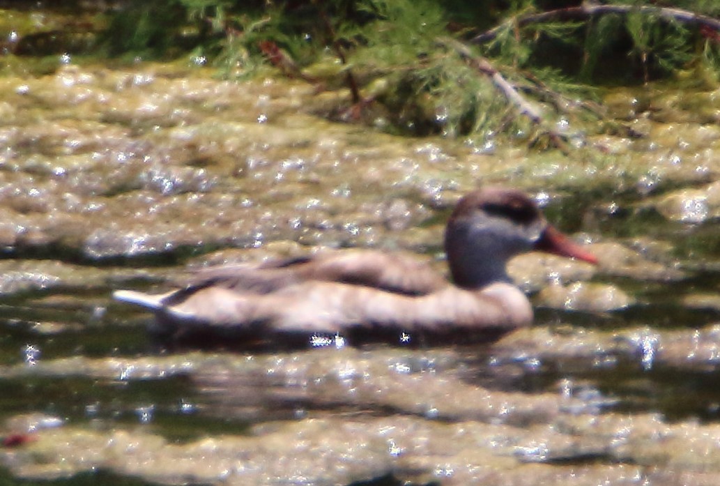 Red-crested Pochard - bousquet francois