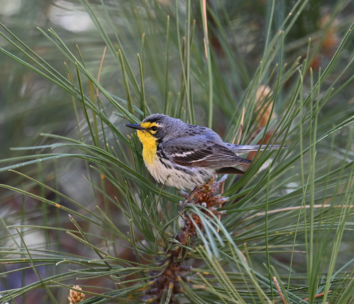 Grace's Warbler - Ronnie Reed