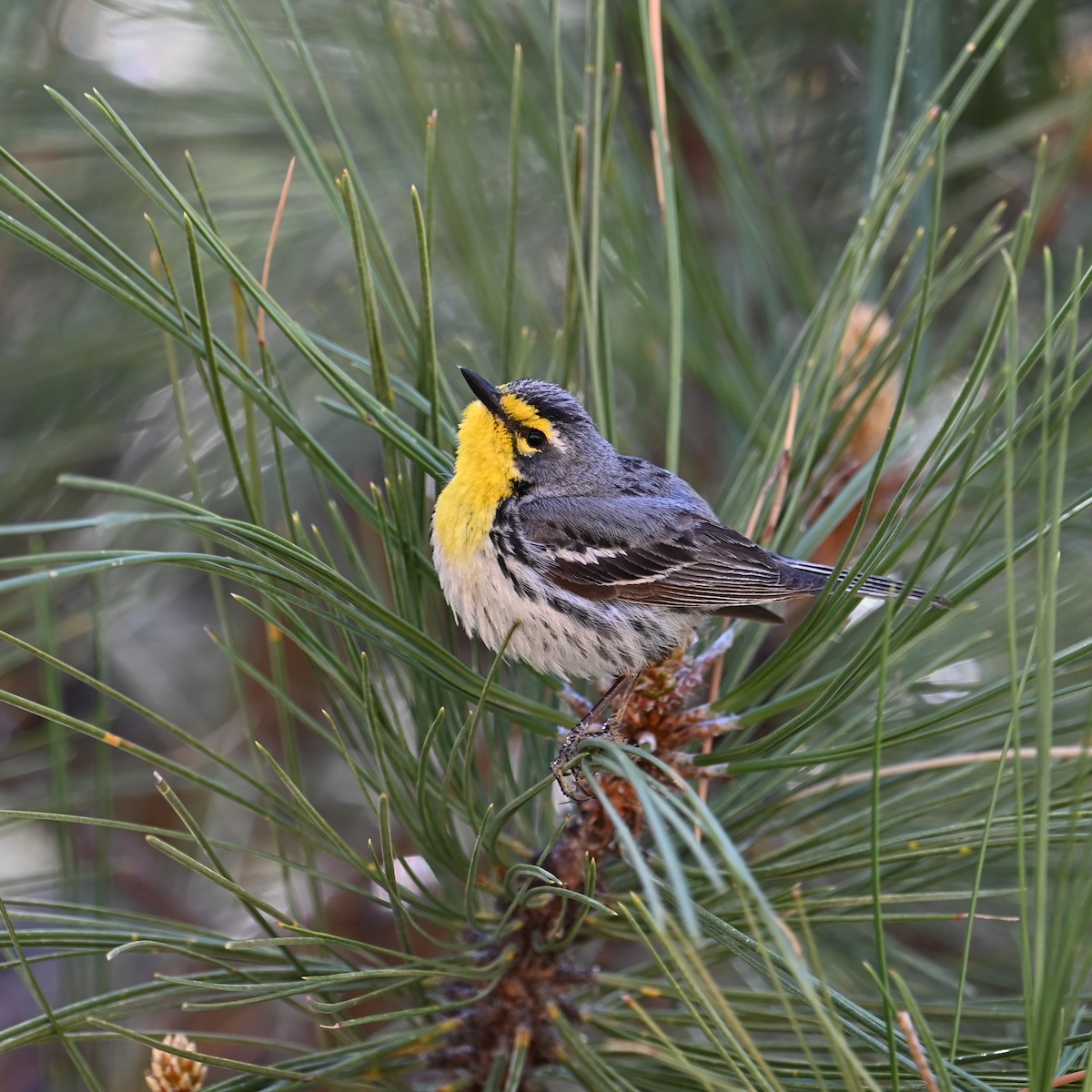 Grace's Warbler - Ronnie Reed