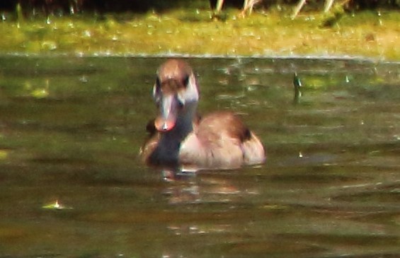 Red-crested Pochard - bousquet francois