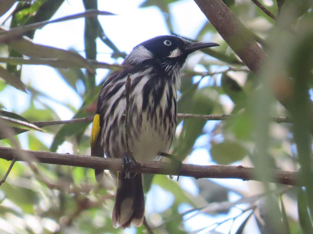 New Holland Honeyeater - Julia Hudd