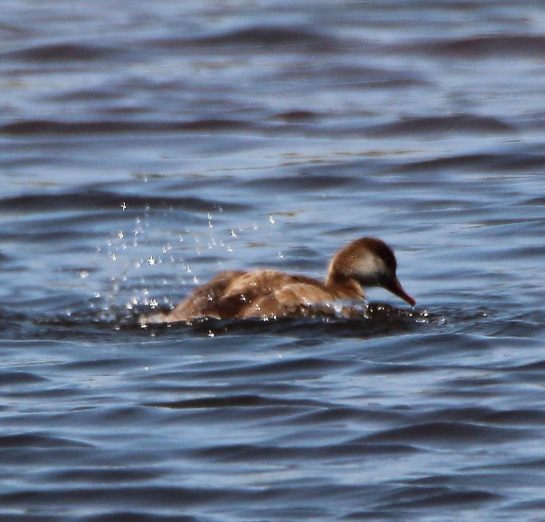 Red-crested Pochard - bousquet francois