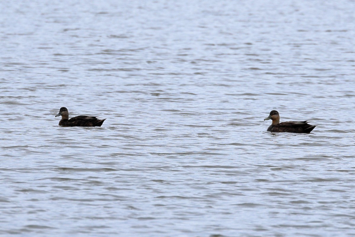 American Black Duck - Darcy Pinotti