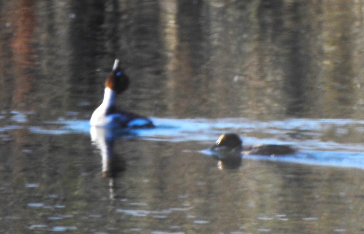 Common Goldeneye - ML619607994