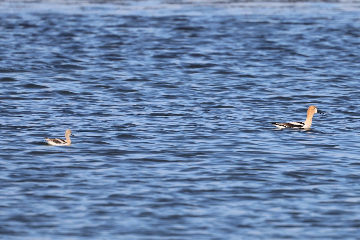 American Avocet - vijay t