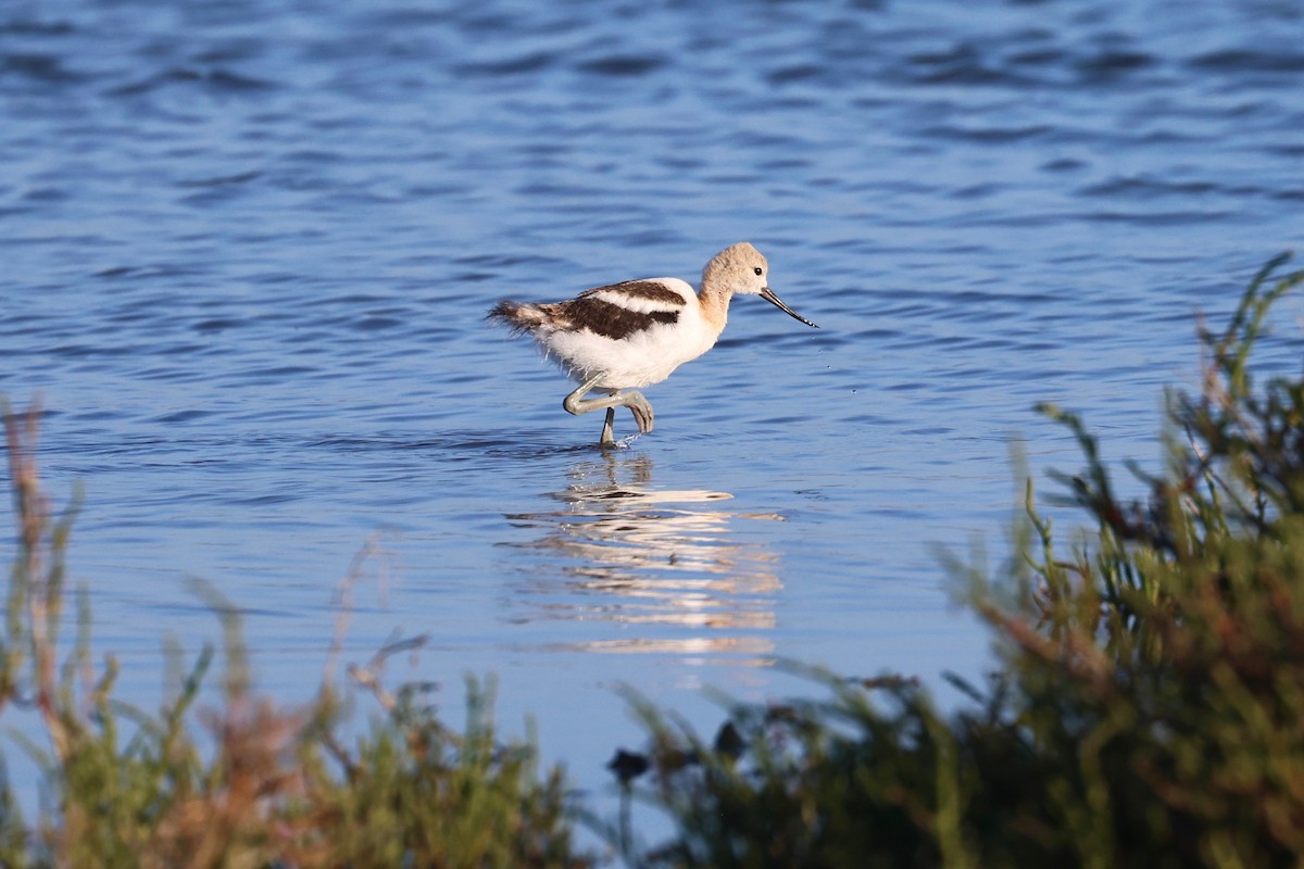 American Avocet - vijay t