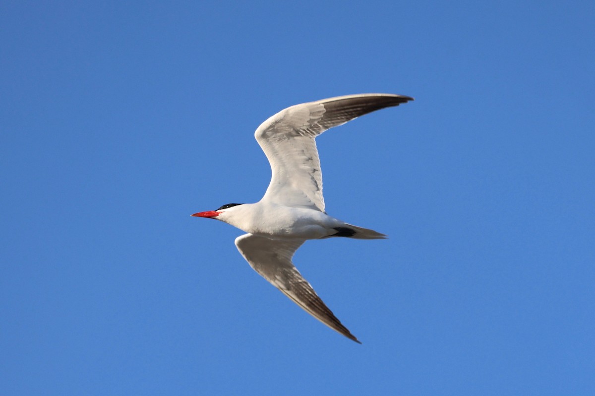 Caspian Tern - ML619608009