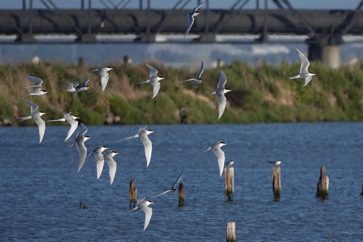 Forster's Tern - vijay t