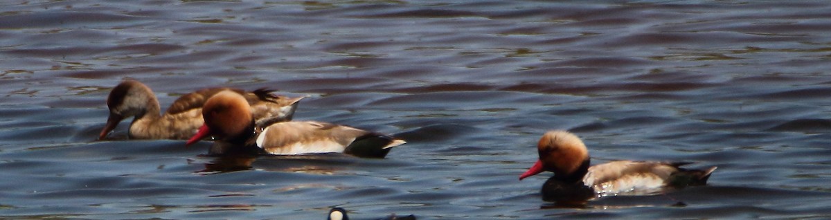 Red-crested Pochard - bousquet francois