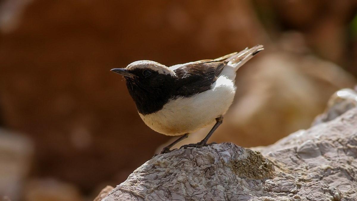 Finsch's Wheatear - Emrah Kayhan