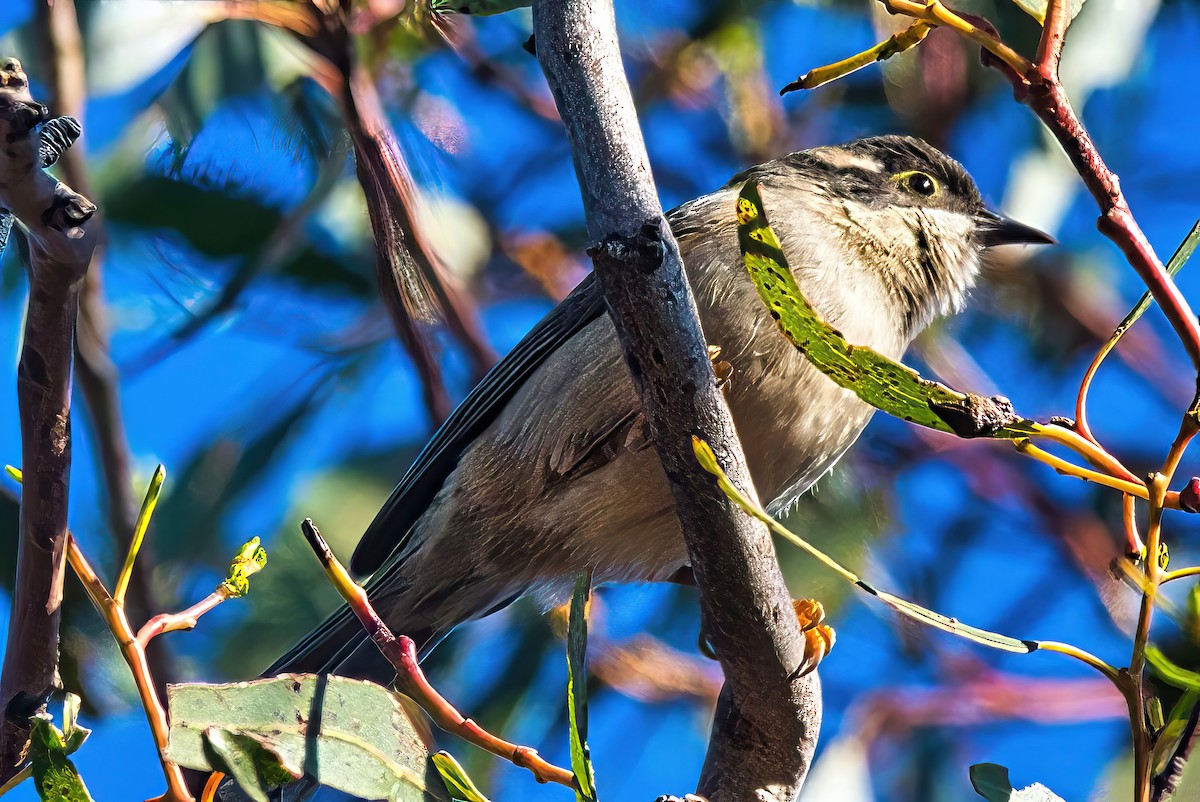 Brown-headed Honeyeater - Alfons  Lawen