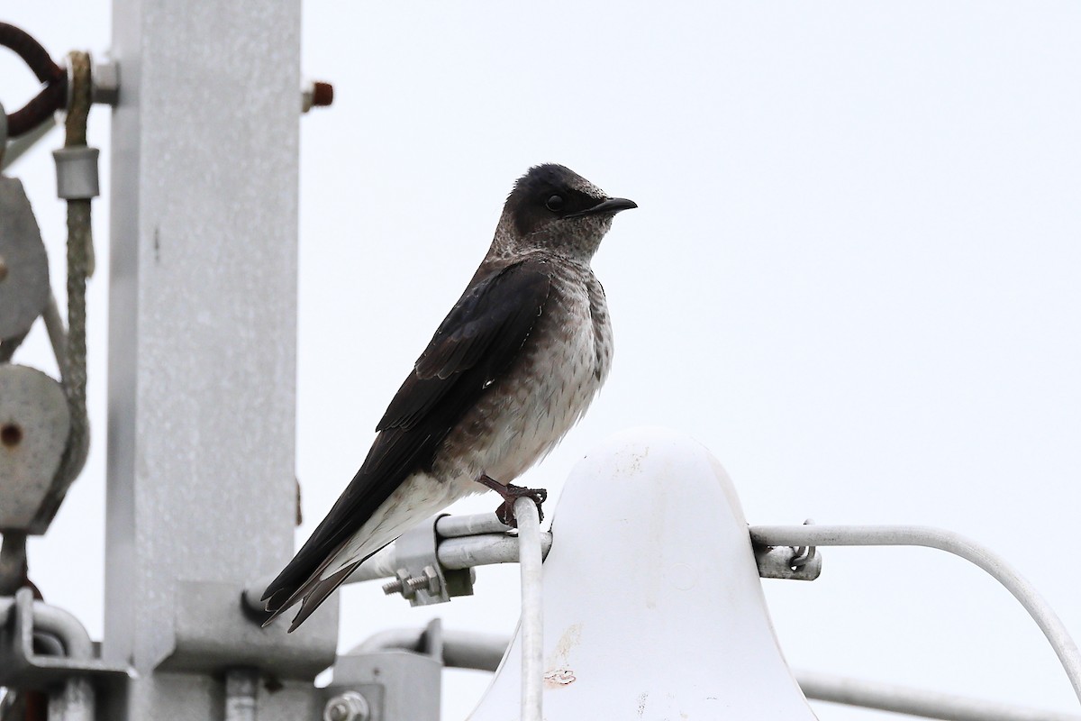 Purple Martin - ML619608027