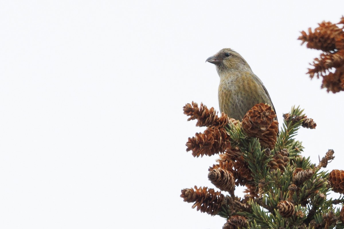 White-winged Crossbill (leucoptera) - Nathan Goldberg