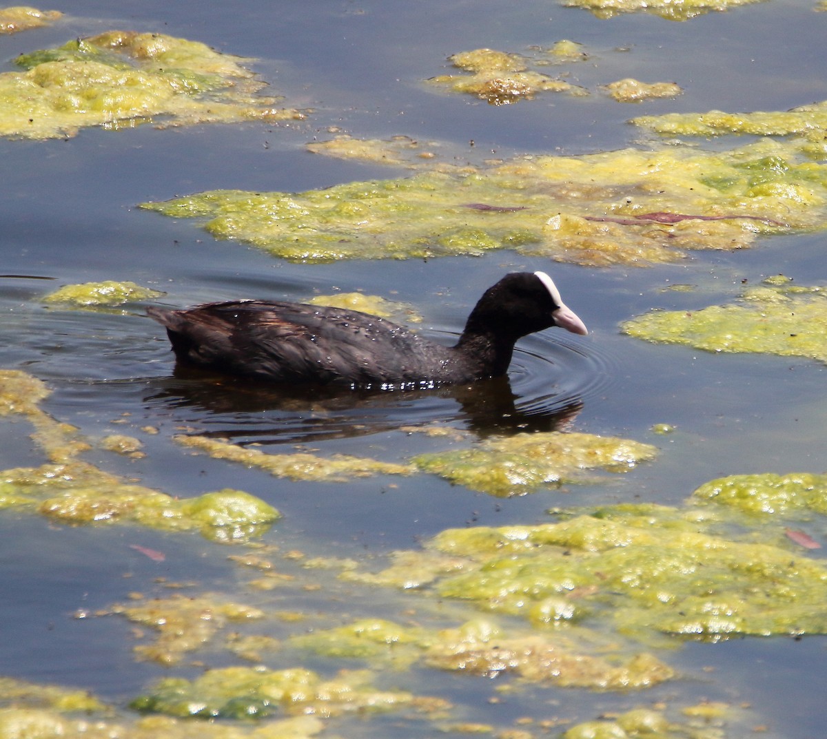 Eurasian Coot - bousquet francois