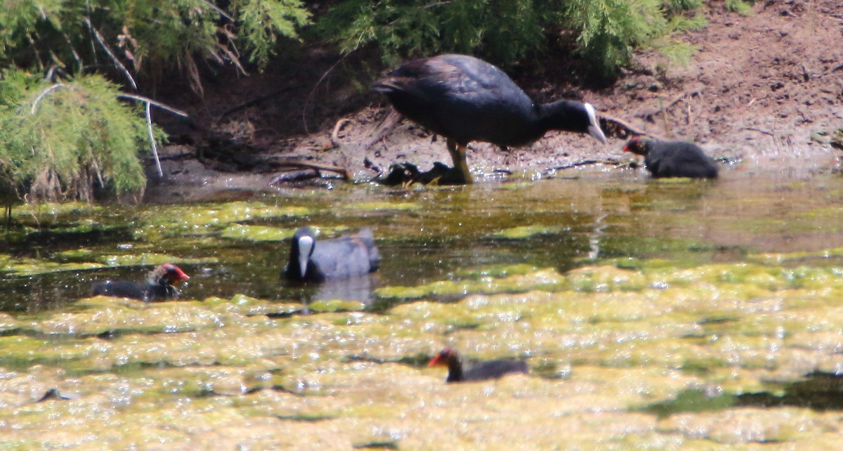 Eurasian Coot - bousquet francois