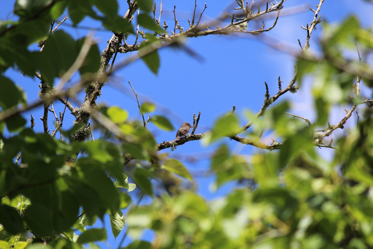 Western Wood-Pewee - Quetzal Pineda