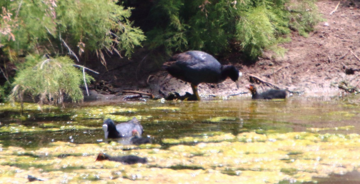 Eurasian Coot - bousquet francois