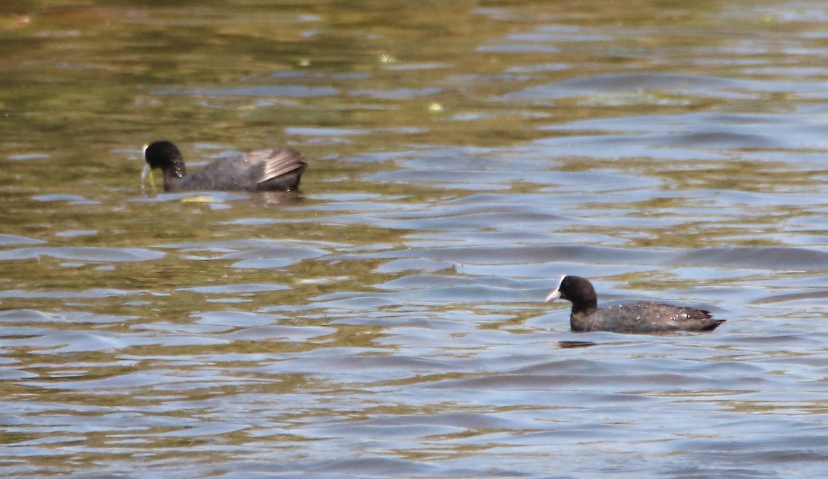 Eurasian Coot - bousquet francois