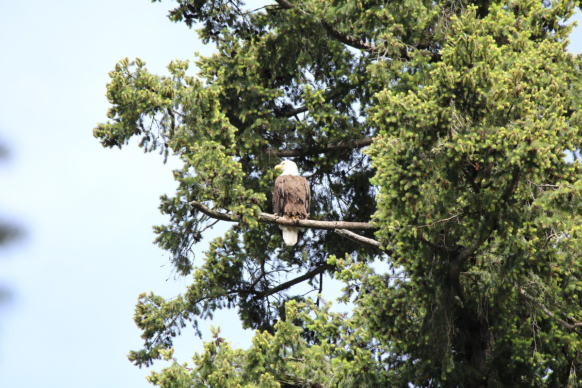 Bald Eagle - Quetzal Pineda