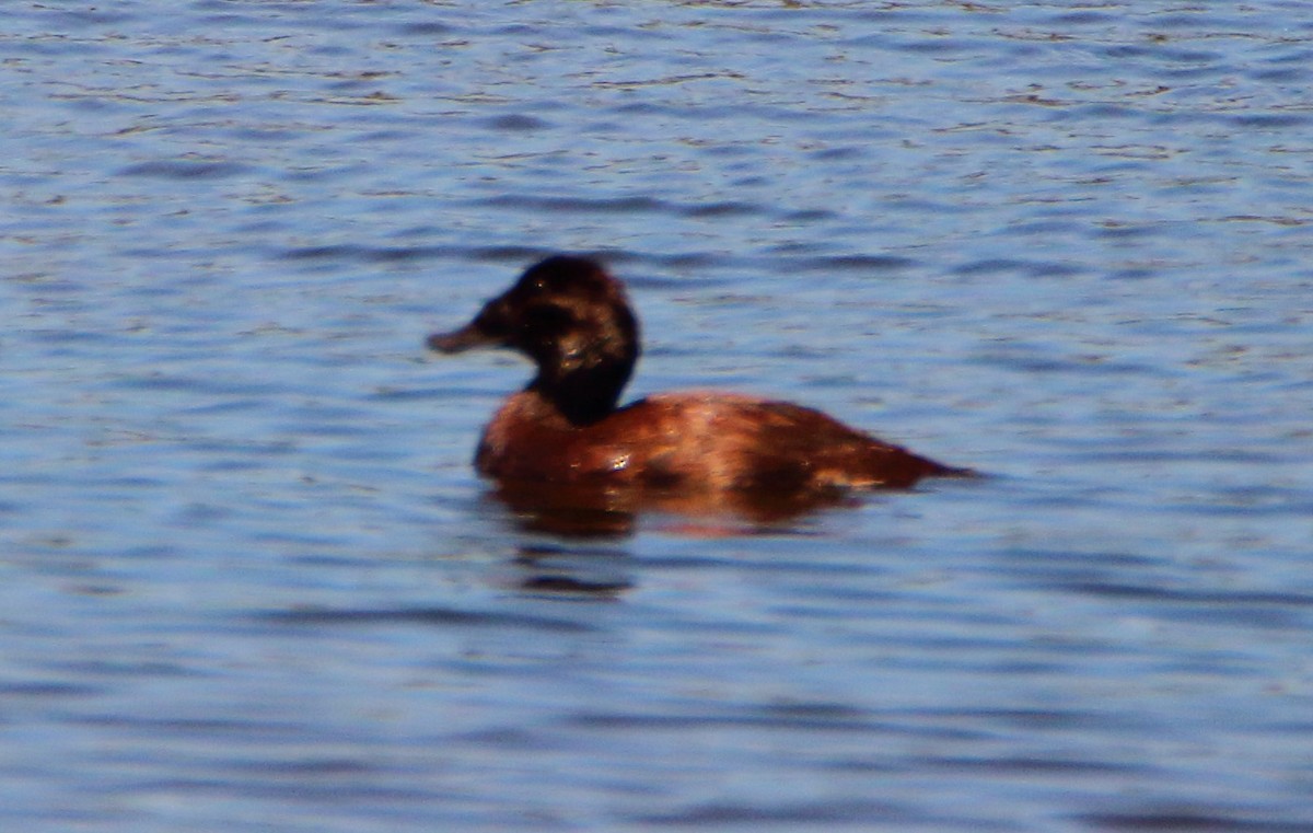 White-headed Duck - bousquet francois