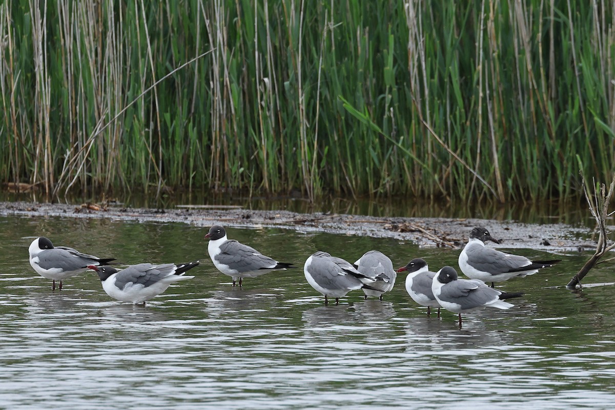 Laughing Gull - Darcy Pinotti