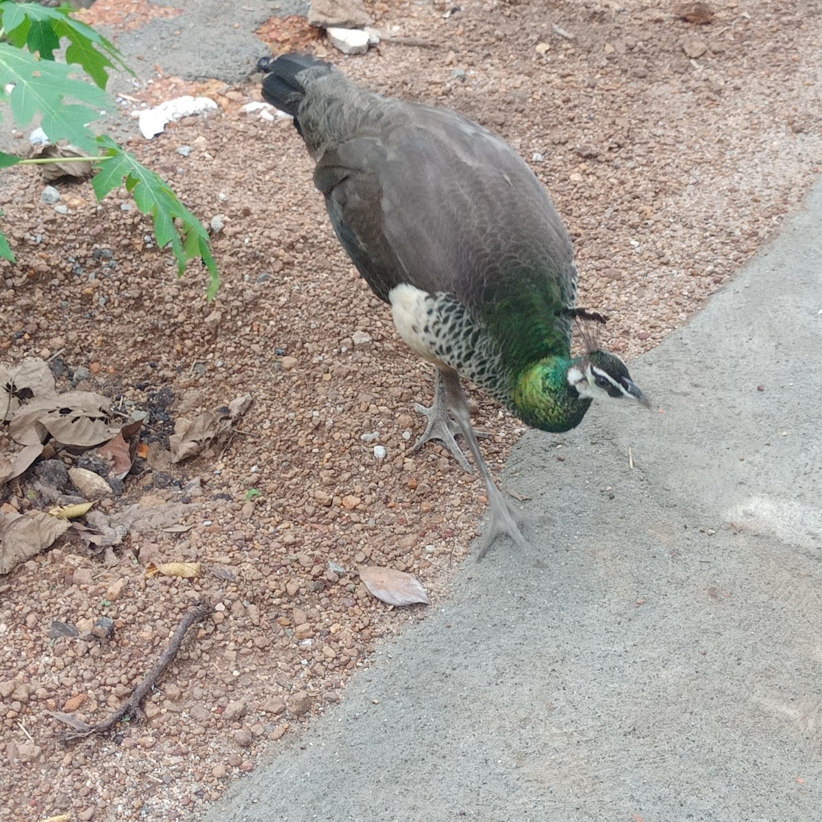 Indian Peafowl - Abhimanyu A