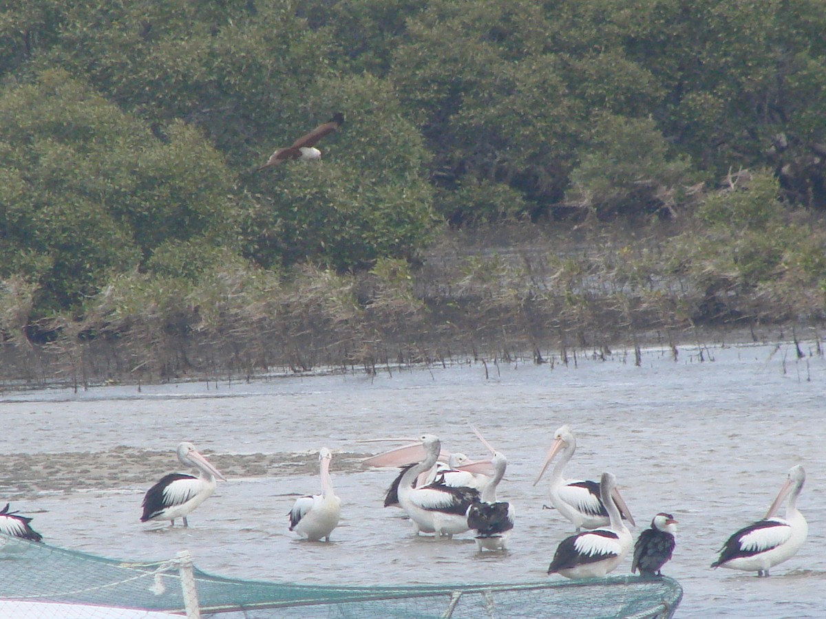 Australian Pelican - Andrew Bishop