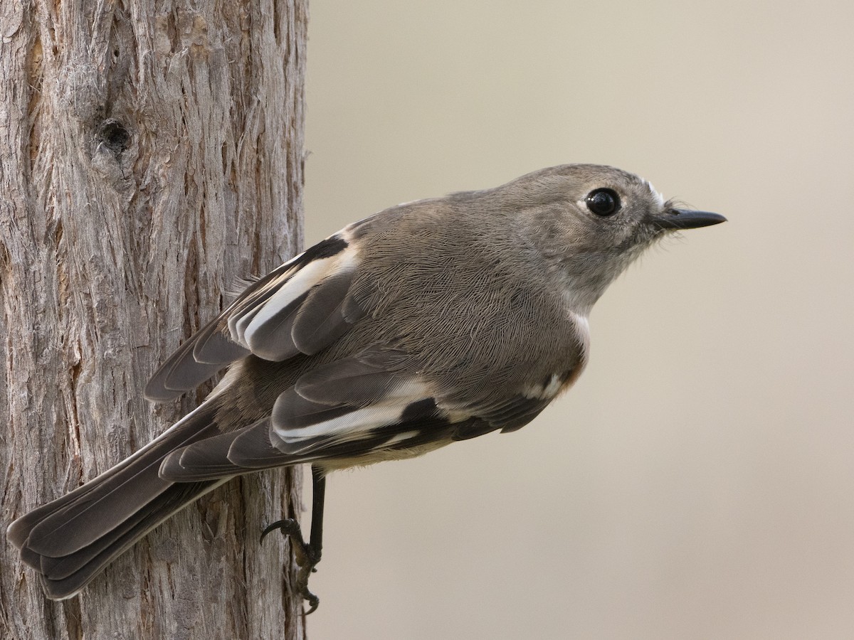 Scarlet Robin - ML619608062