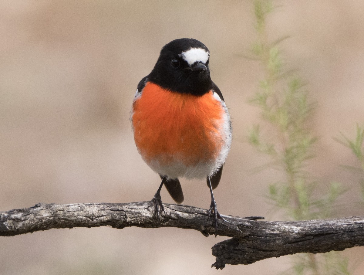 Scarlet Robin - Patrick Cox