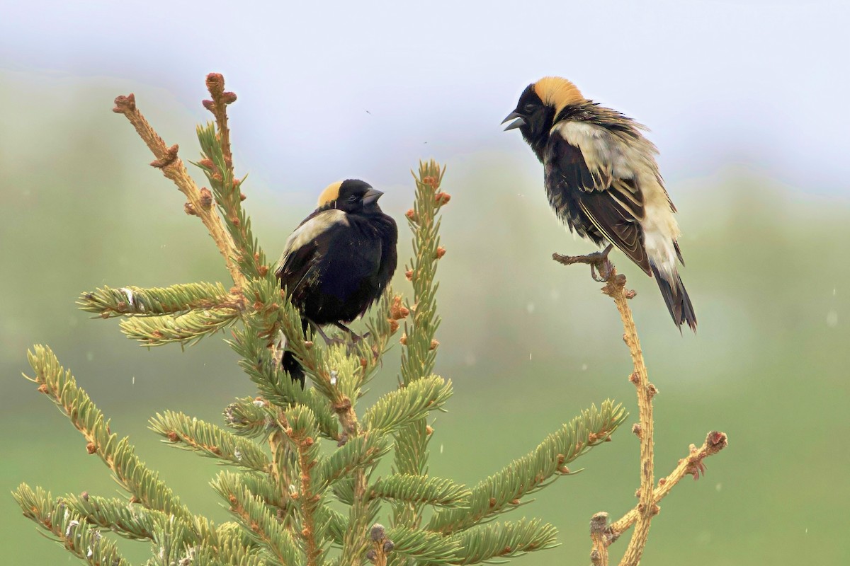 Bobolink - Trevor Churchill