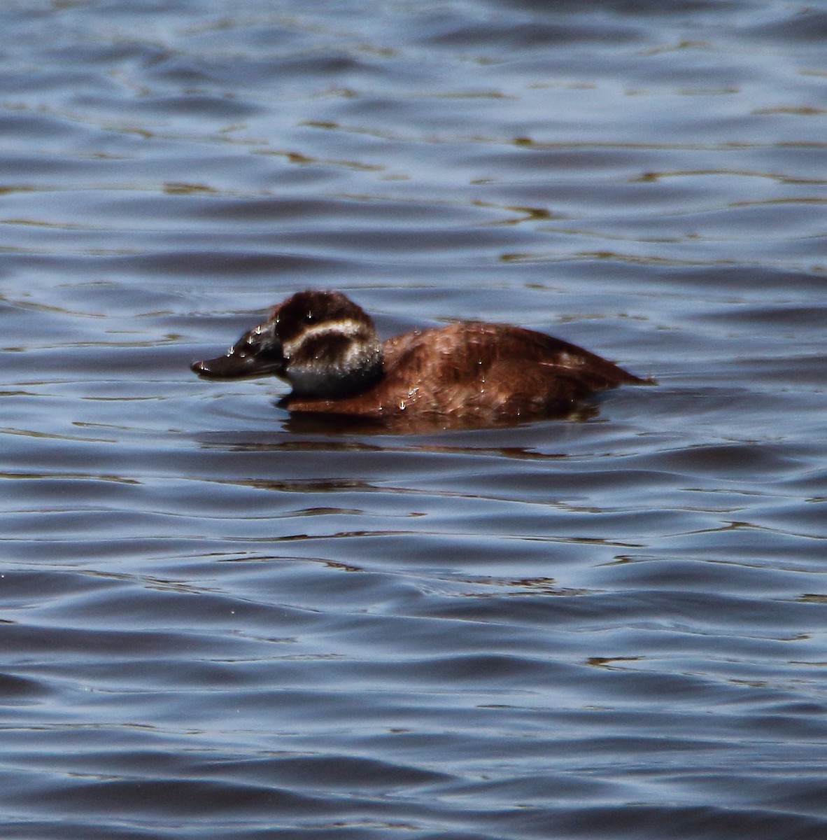 White-headed Duck - ML619608078