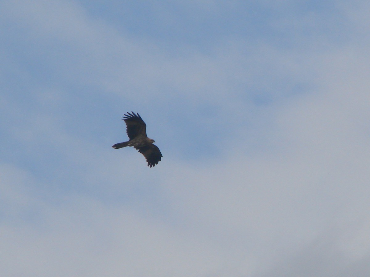 Whistling Kite - Andrew Bishop