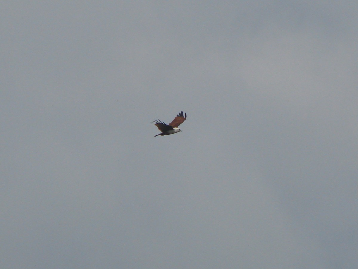 Brahminy Kite - Andrew Bishop